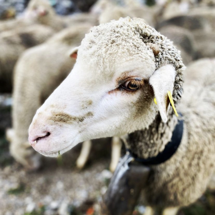 Le pôle chimique : " les colliers en laine toute douce... et les Patchs ", Châteaubourg, Julie Allemand